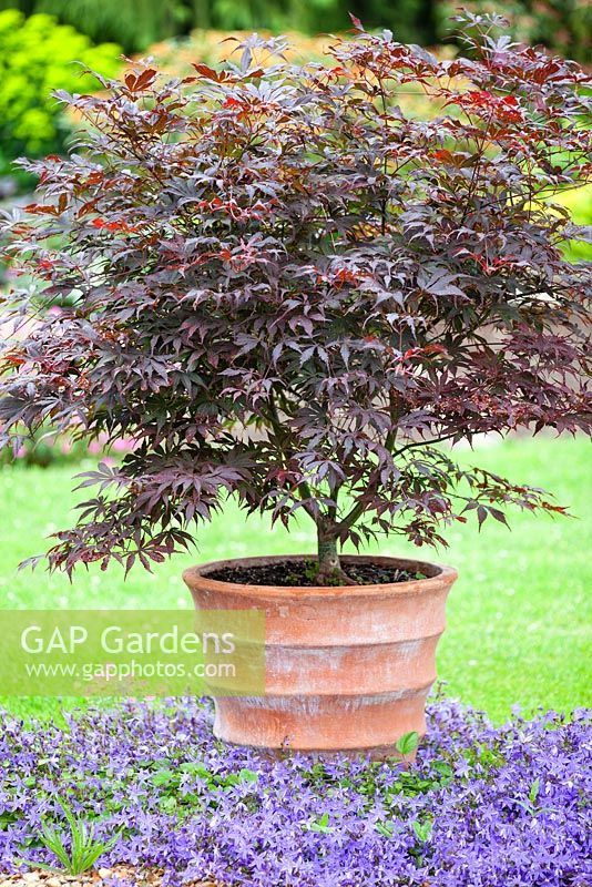 Acer palmatum Atropurpureum in container with Campanula poscharskyana Blue Waterfall at base. July.