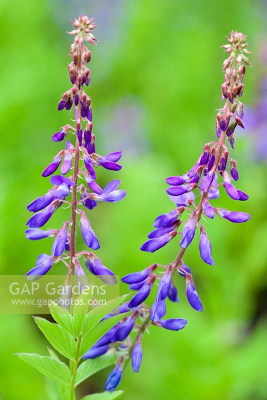 Galega orientalis, French Lilac, Goat's Rue. Perennial, June. Plant portrait of blue/purple flowers.