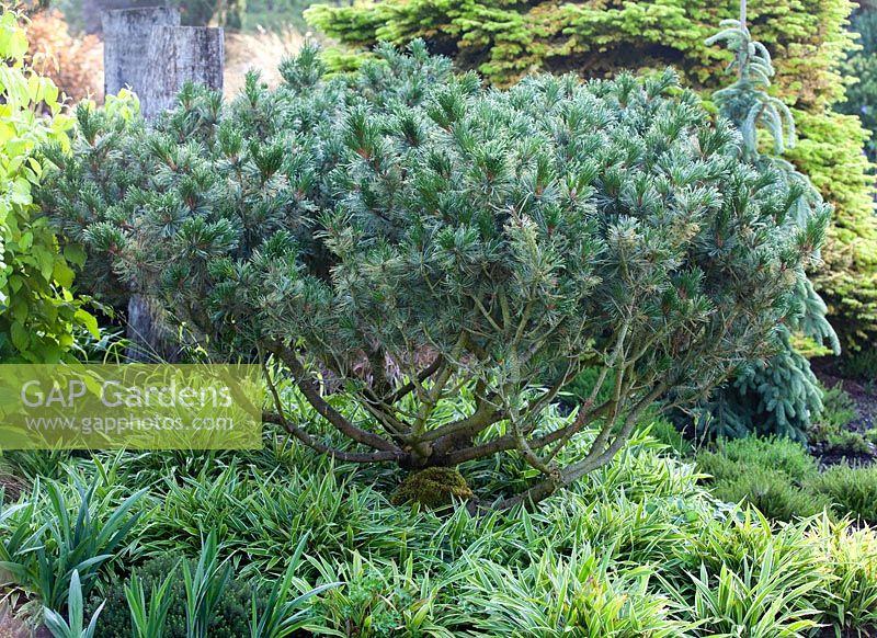 Pinus pumila 'Jeddeloh' - Dwarf Siberian Pine underplanted with Carex siderosticha 'Variegata'