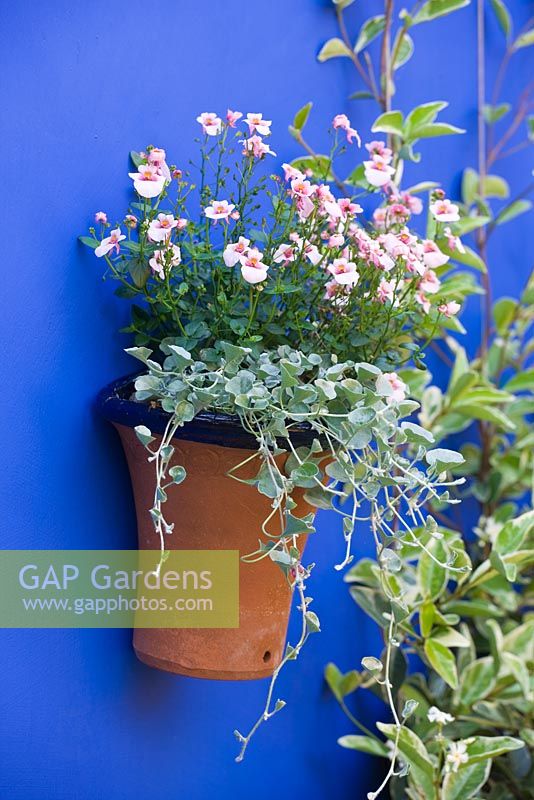 Small town garden with cobalt blue walls and wall mounted container planted with pink Diascia and Dichondra micrantha 'Silver Falls'