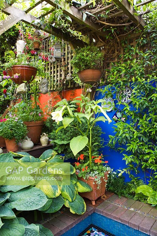 Small town garden with blue and orange rendered walls, wooden pergola and hostas above mosaic pond.