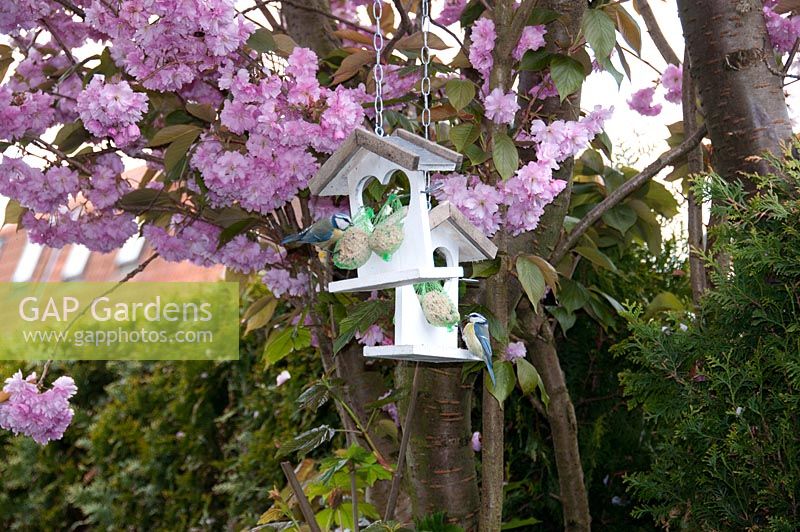 Bird feeders with blue tits