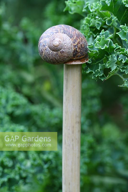 Step by step of making snail shell cane toppers - The finished cane toppers 