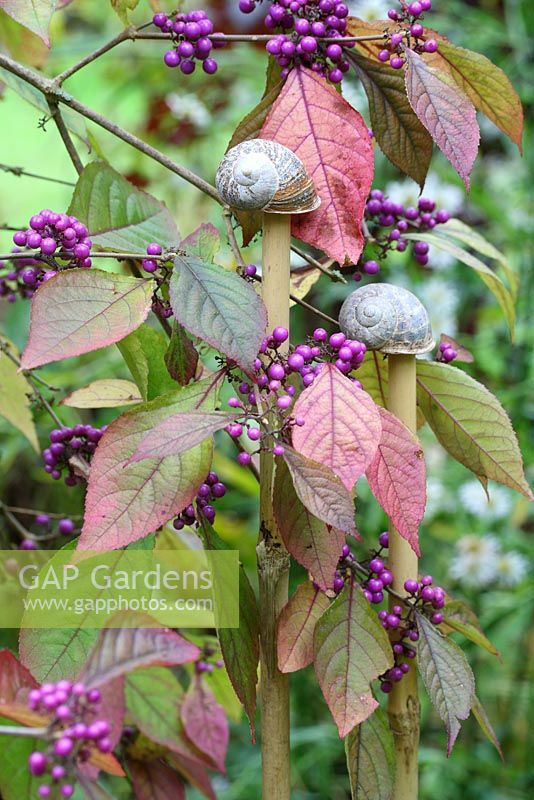 Step by step of making snail shell cane toppers - The finished cane toppers used decoratively with Callicarpa bodinieri var. giraldii 'Profusion'