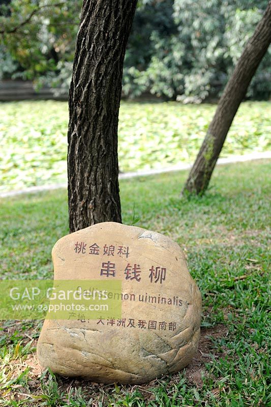 Tree name carved into a large rock at the base of the tree in Chinese and Latin. 