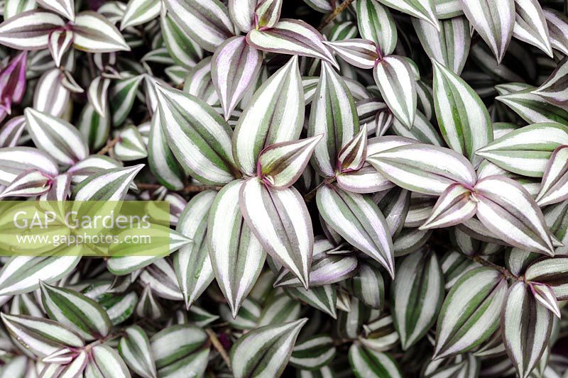 Zebrina Purpusii - Inch Plant 
