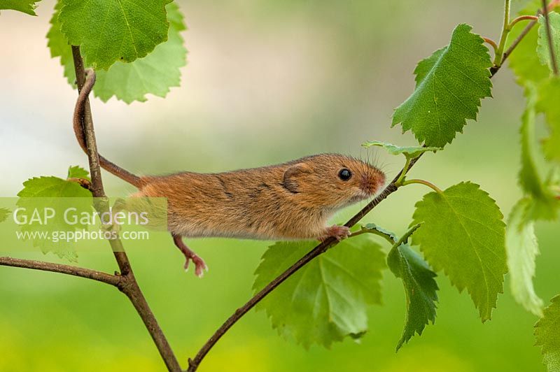 Micromys minutus  - Young harvest mouse climbing 