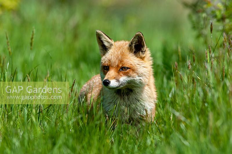 Vulpes vulpes - fox amongst long grass