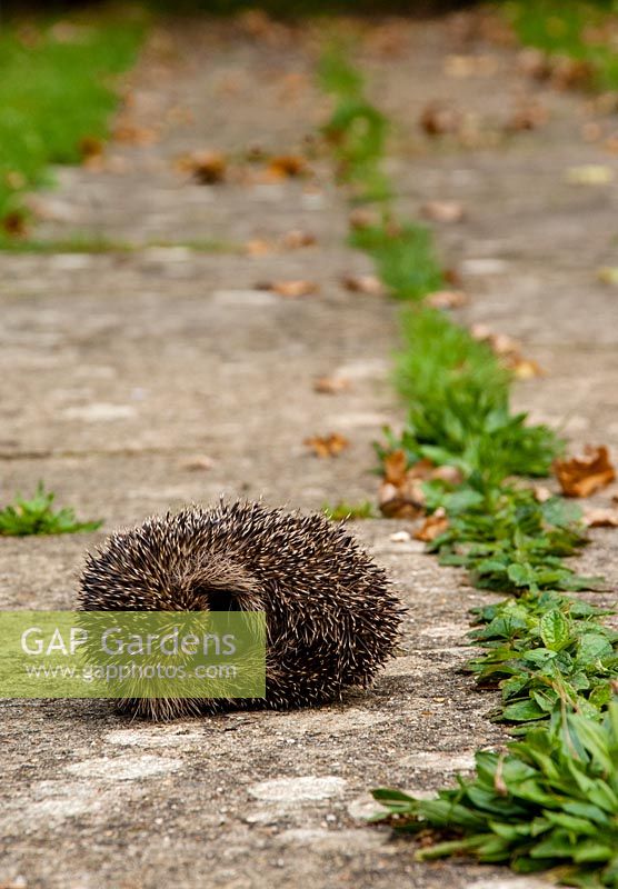 Erinaceus europaeus - hedgehog curled up on garden path