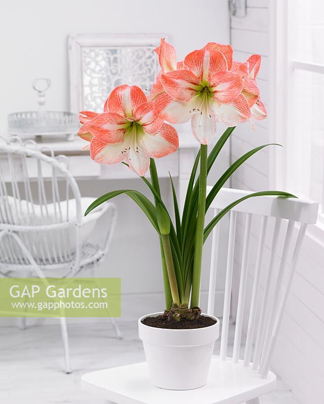 Hippeastrum in pot on chair 