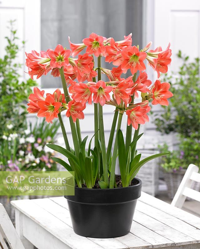 Hippeastrum in container on patio table
