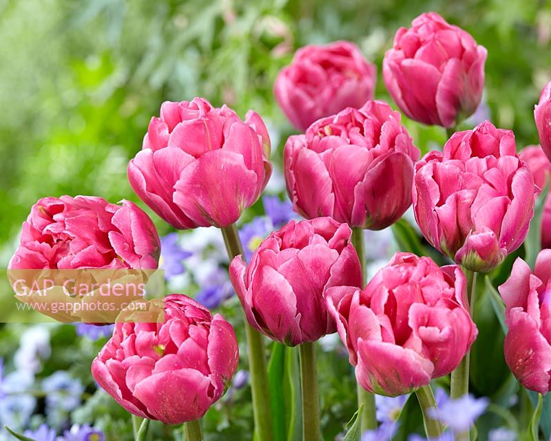 Tulipa 'Double Arosa'