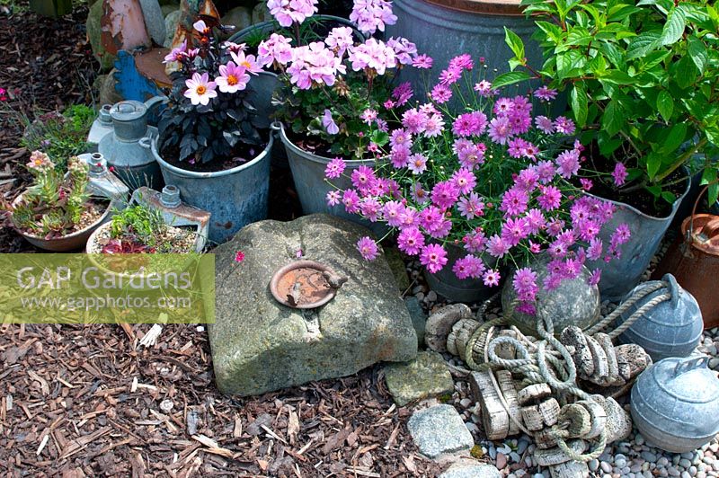 Old galvanised buckets, barrel, small drinking troughs and fishing floats on graveled area in the corner of cottage garden with Sempervivum, Geranium, Dahlia Argyranthemum and Hydrangea.