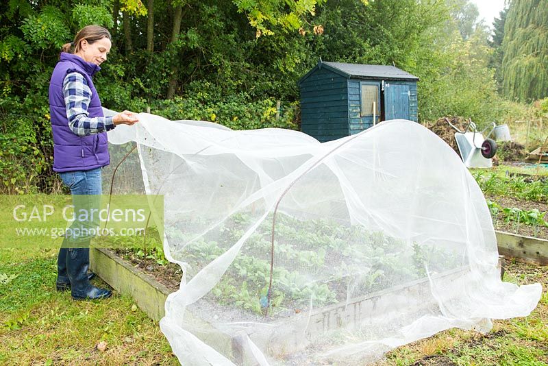 Placing a protective netting over crops in an allotment plot