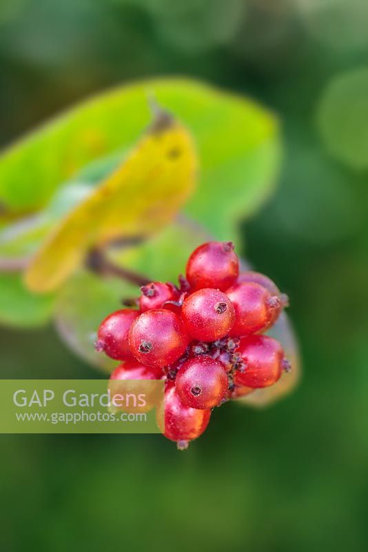 Lonicera periclymenum  - Honeysuckle berries