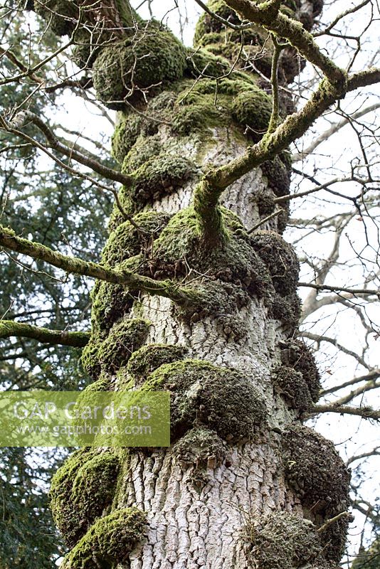 Quercus robur - Oak tree with cankers on trunk