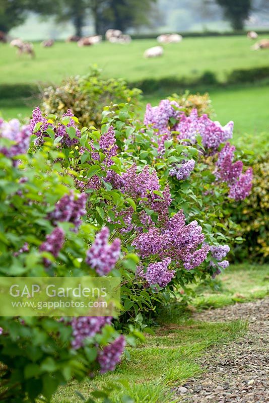 Syringa vulgaris Old Rose and other Lilacs at The Gobbett Nursery.