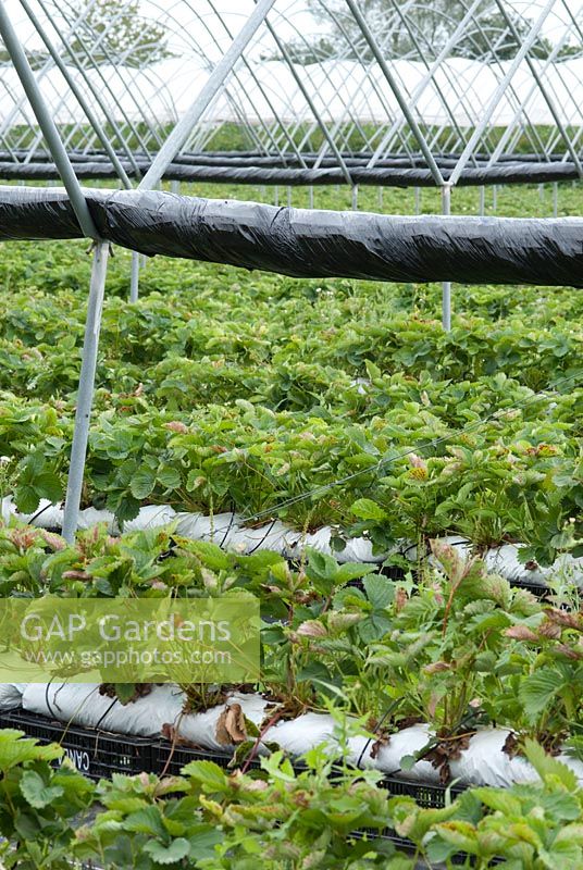 Cropping area for supermarket customers. It can be covered with polythene during wet weather: drip irrigation system includes fertilizer which goes to the root of the strawberry plants at Tiptree Jams, Wilkin and Sons Ltd
