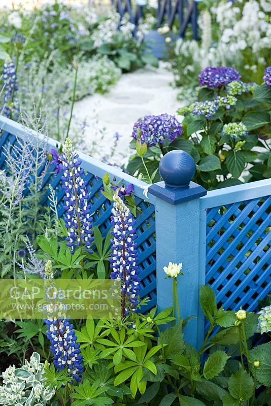 Blue painted trellis. Planting includes lupinus, dahlias, hydrangea and perovskia. 