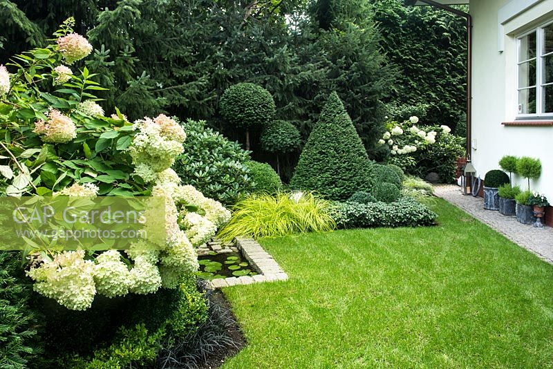 Clipped evergreen Taxus and Buxus topiary with Hydrangea paniculata 'Limelight',  Ilex crenata 'Golden Gem', Ophipogon planiscapus 'NIgrescens' in front and Carex oshimensis 'Everillo', Pachysandra terminalis in back.