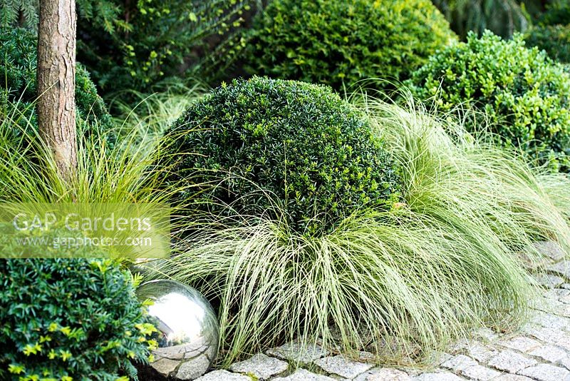 Clipped evergreen  Buxus topiary amongst Carex 'Frosted Curls'  with silver ball beside granite stone path. 
