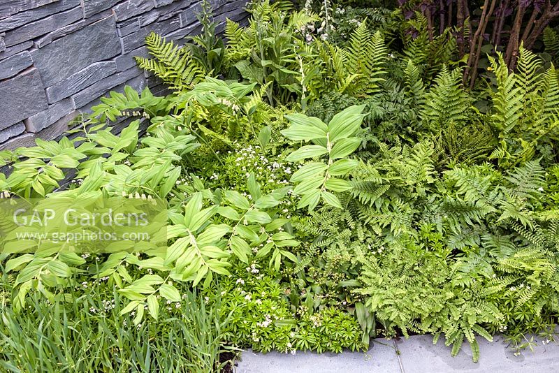 Stockton Drilling as Nature Intended Garden, Silver gilt medal winner, Chelsea Flower Show 2013. Woodland planting with dry stone wall and ferns and Polygonatum.