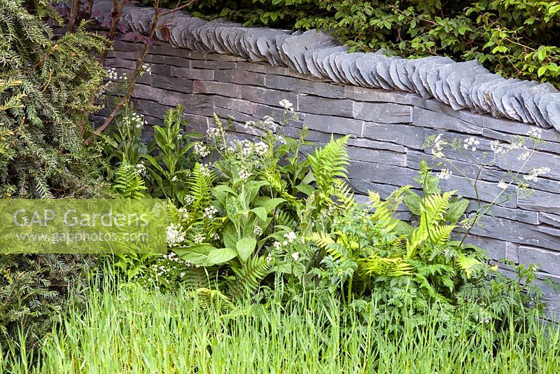 Cow parsely, foxgloves and ferns against a dry stone wall