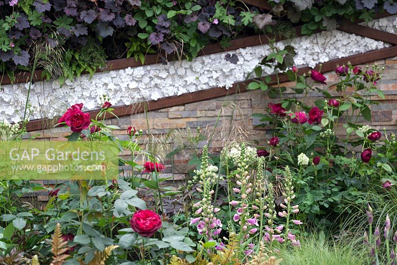 Dry stone wall with English Rose 'Munstead Wood', Dryopteris erythrosora, Geum 'Prinses Juliana,' Heuchera 'Palace Purple' and Heuchera 'Ginger Ale'
