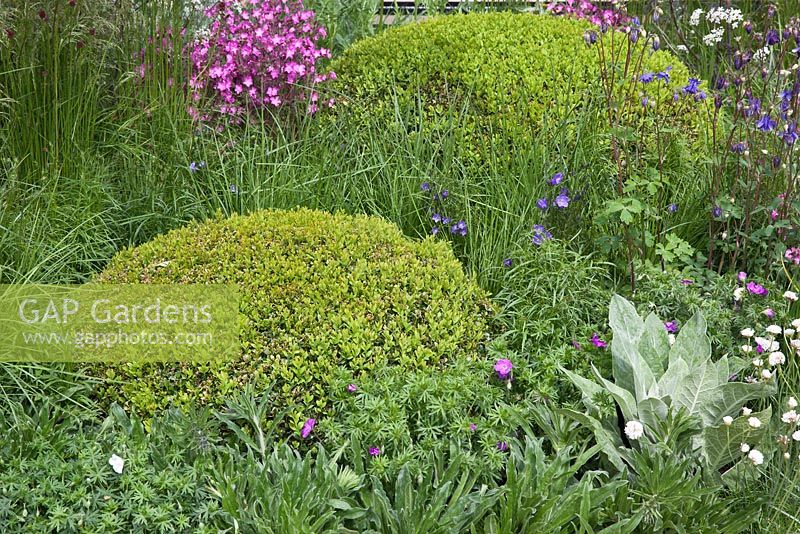 Topiary Box - Buxus domes interplanted with Geranium, Aquilegia, Campanula, and grasses.  Brewin Dolphin Garden, RHS Chelsea Flower Show
