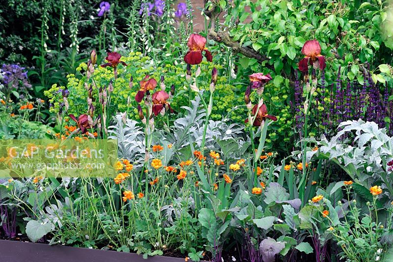 Iris Action front with Geum Princess in mixed border