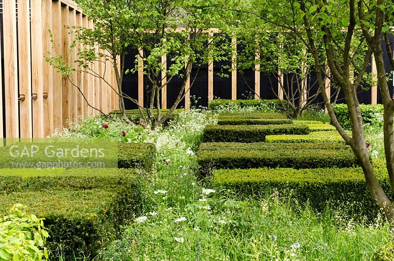 The Daily Telegraph Garden, RHS Chelsea Flower Show 2013 - Corylus avellana underplanted with clipped square Buxus hedging, Anthriscus sylvestris, Rosa 'Tuscany Superb' and Amsonia tabernaemontana salicifolia