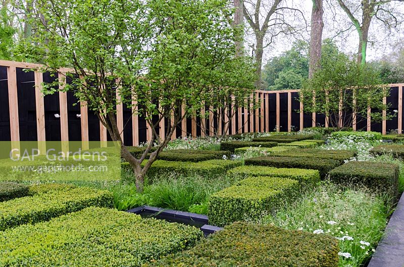 The Daily Telegraph Garden, RHS Chelsea Flower Show 2013 - Corylus avellana underplanted with clipped square Buxus hedging, Anthriscus sylvestris, Rosa 'Tuscany Superb' and Amsonia tabernaemontana salicifolia