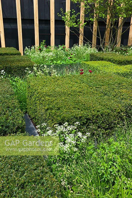 The Daily Telegraph Garden, RHS Chelsea Flower Show 2013. Hedging of Buxus sempervirens and Taxus baccata below Corylus avellana with Melica altissima 'Alba', Anthriscus sylvestris, Amsonia tabernaemontana salicicifolia, Luzula nivea, Paeonia 'Buckeye Belle' and Rosa 'Tuscany Superb'
