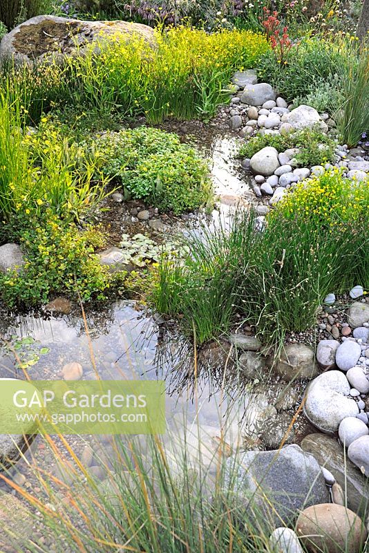 Trailfinders Australian Garden, Chelsea Flower Show 2013. Pond with native Australian plants including Ranunculus flammula