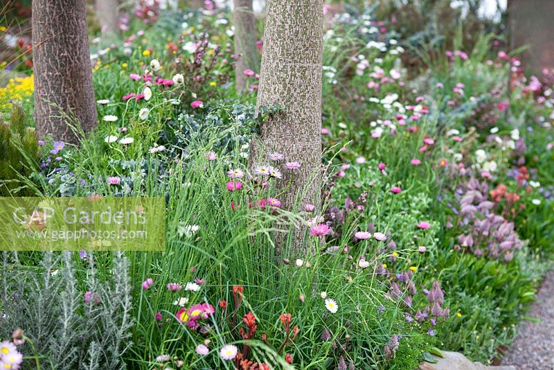 Trailfinders Australian Garden, Chelsea Flower Show 2013. Border with Brachyscome 'Mauve Mystique' and Brachychiton rupestris
