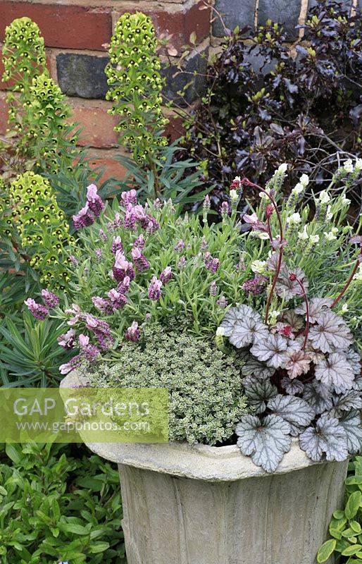 Narrow necked grey stone urn planted with a complementary colour scheme. Lavandula Tiara and Little Bee with Heuchera 'Rave On' and silver variegated thyme with Pittosporum 'Tom Thumb' and Euphorbia characias in the border behind