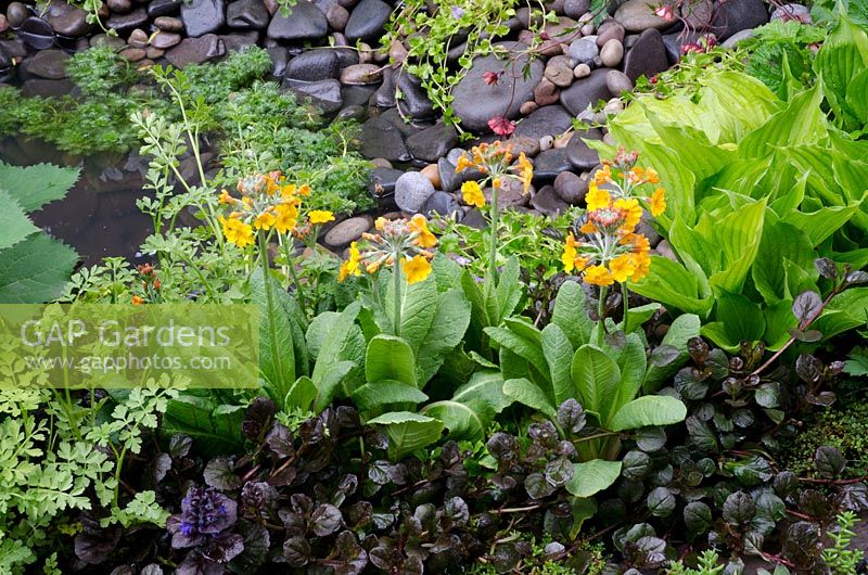 Damp area with Primulabulleyana, Hosta 'Royal Standard and Ajuga reptans 'Black Scallop' - Get Well Soon Garden