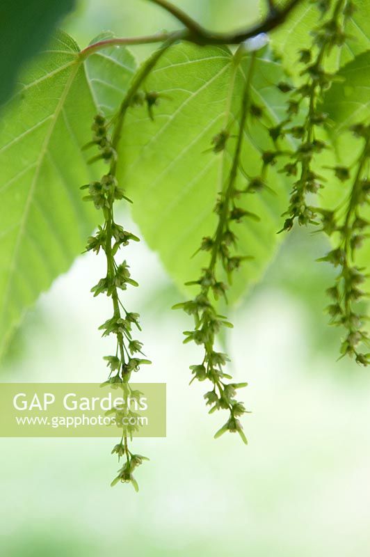 Acer capillipes  'red snake bark maple'
