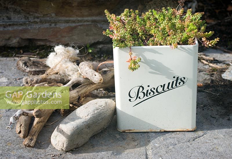 Sedum planted in biscuit tin with driftwood