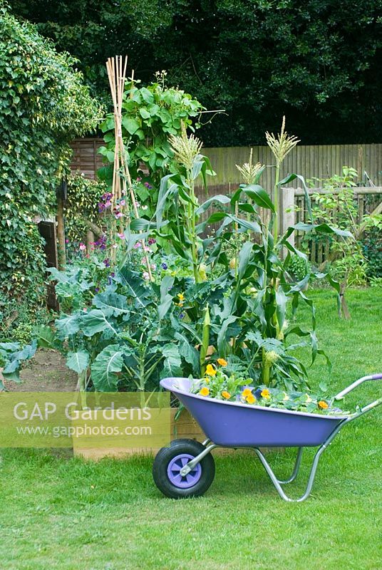 Garden view with vegetable bed and purple wheelbarrow planted with nasturtiums