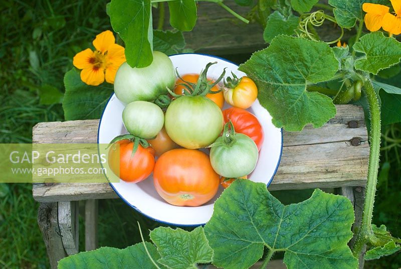 Picked tomatoes on wooden steps with yellow nasturtiums 