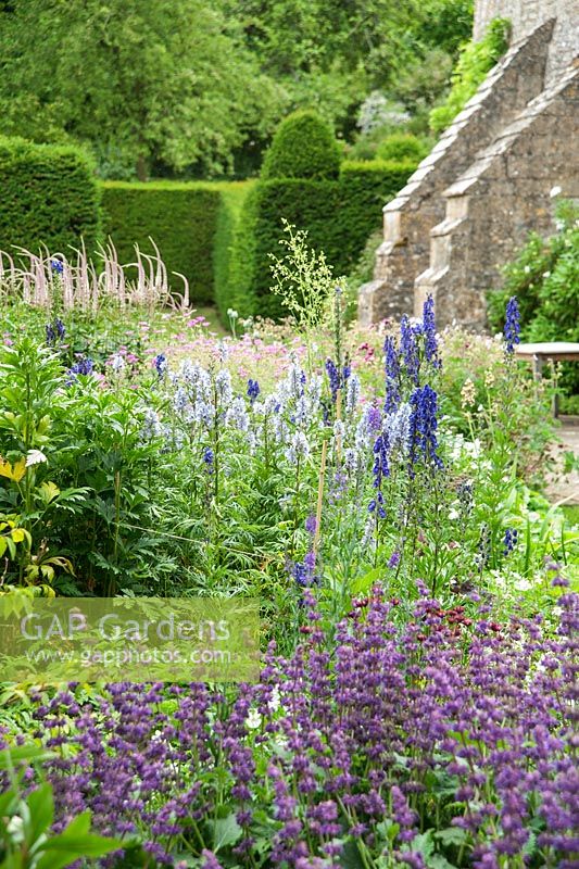 Border planted with purple salvia, aconites and lysimachia, with farmhouse behind. 
