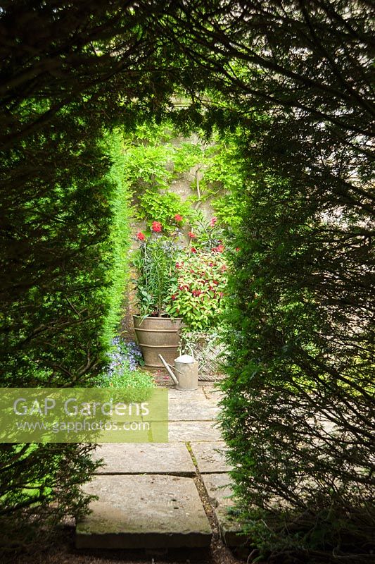 Collection of containers of red flowering plants framed by opening in yew tunnel. 