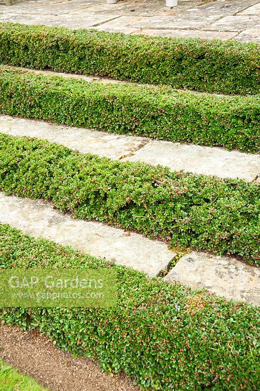 Cotoneaster simonsii clipped tightly against shallow steps. 