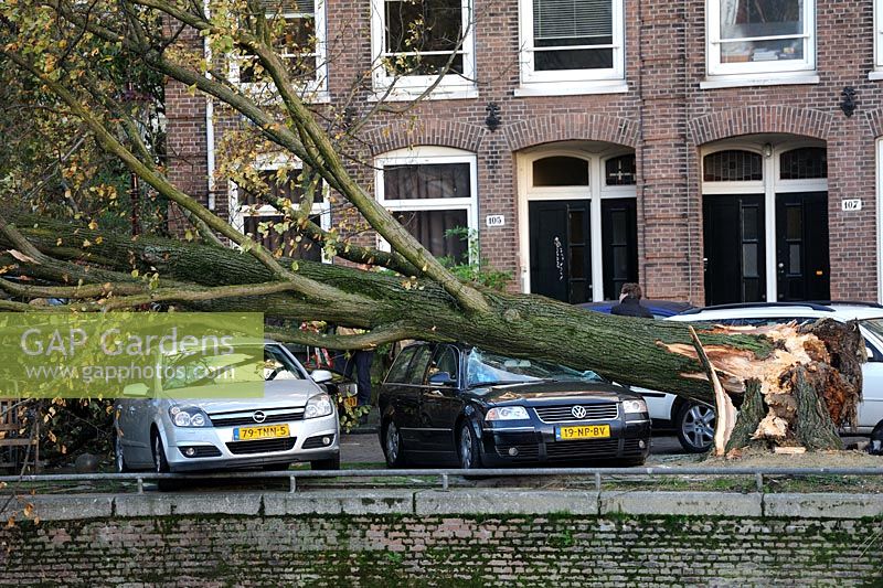 On the Hobbemakade a tree crushes a Volkswagen car after the St Judes Storm makes in Amsterdam, The Netherlands.  