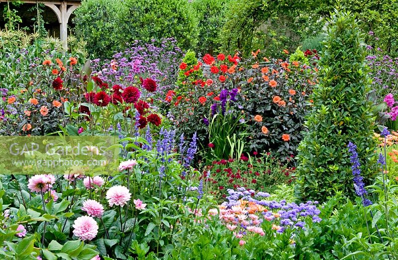 Colourful Summer borders with roses, dahlias and salvia. 