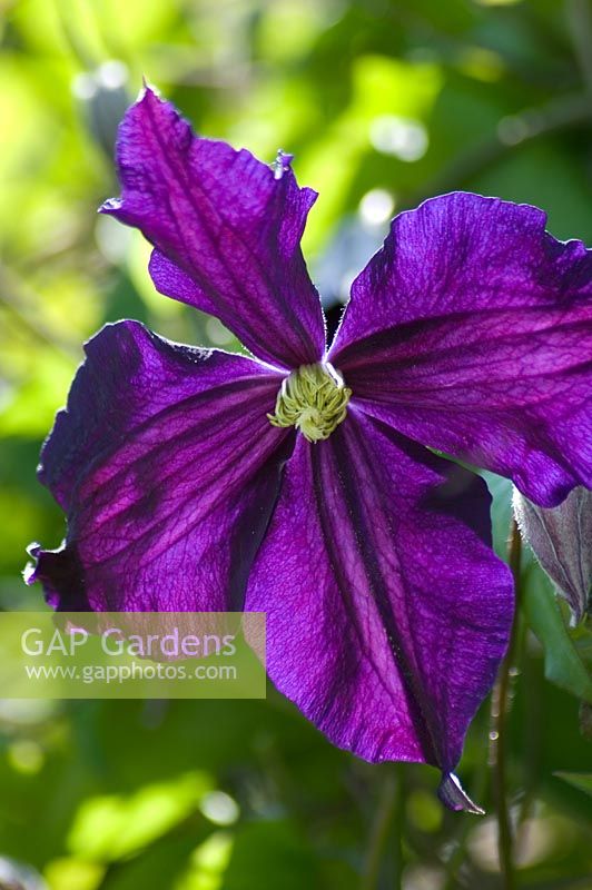 Clematis variety thought to be Etoile Violette