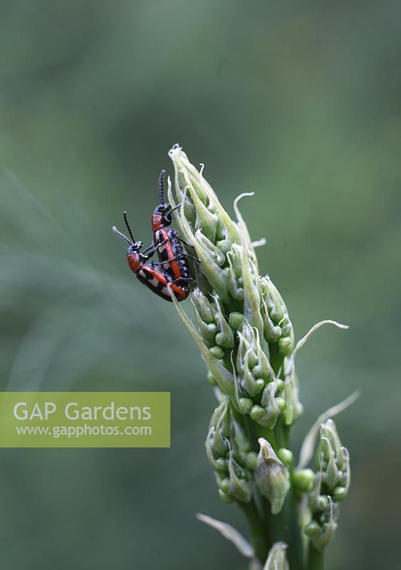 Crioceris Asparagi - Asparagus beetle mating pair on asparagus