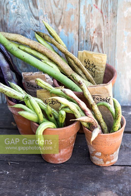 Display of Peas stored and named in Terracotta pots