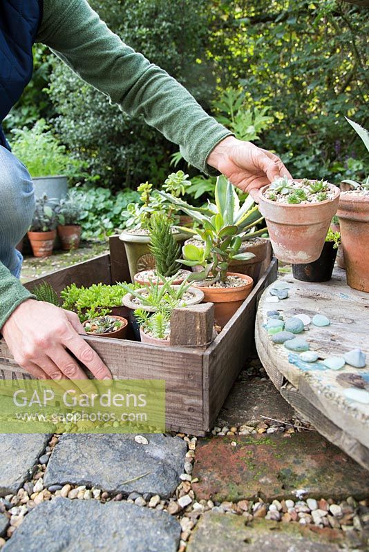 Placing tender plants - succulents in a wooden tray to bring inside
